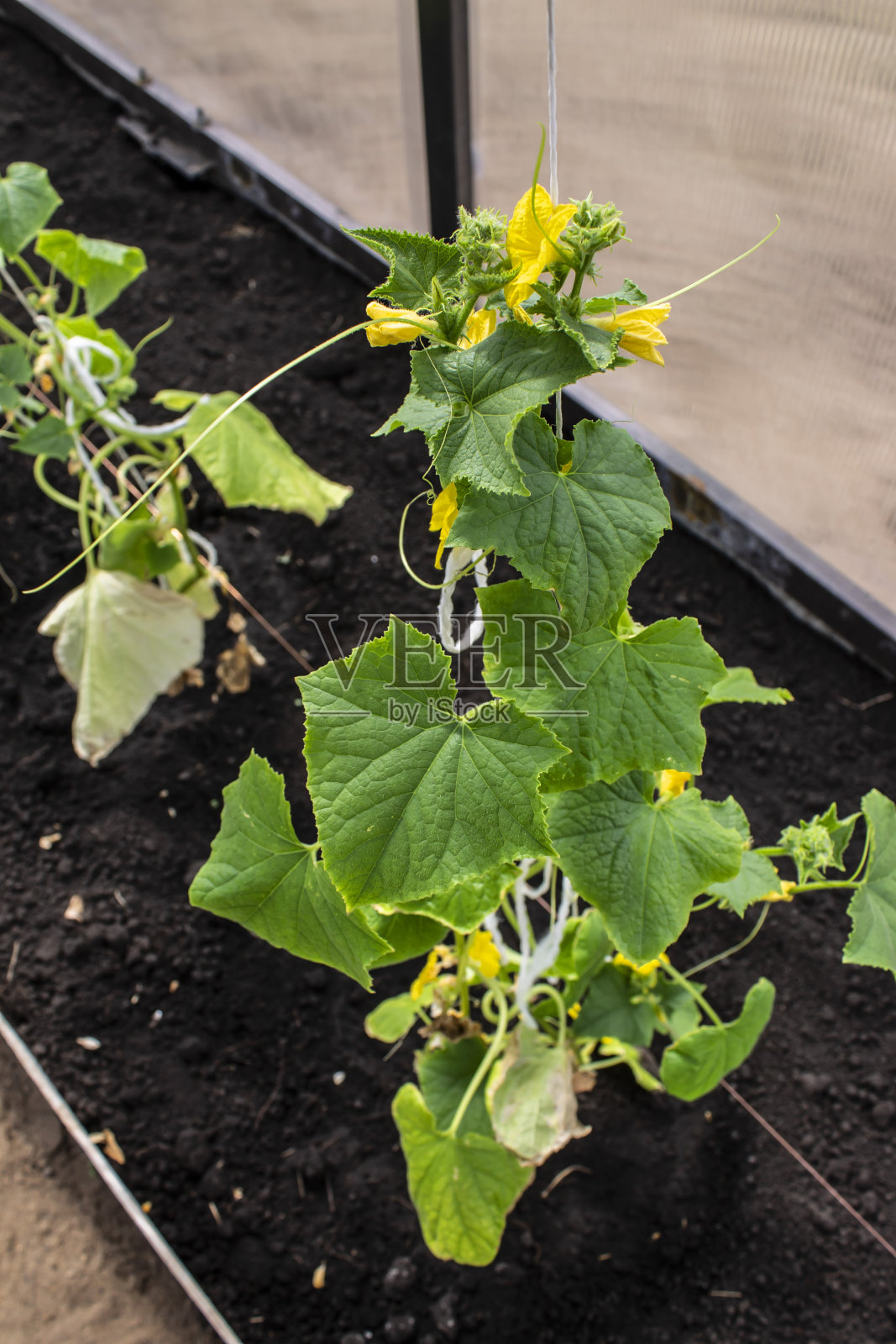 夏季花园温室里的小黄瓜照片摄影图片