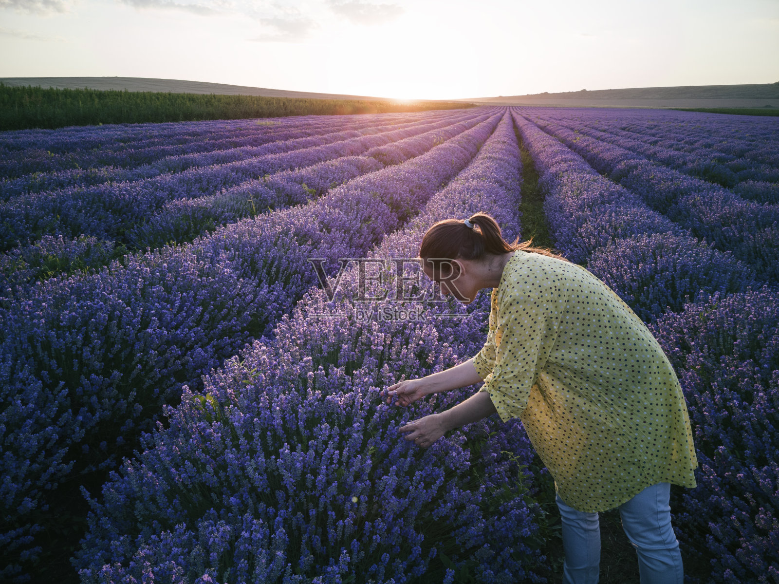 年轻的农妇检查植物的条件在盛开的薰衣草田在日落。照片摄影图片