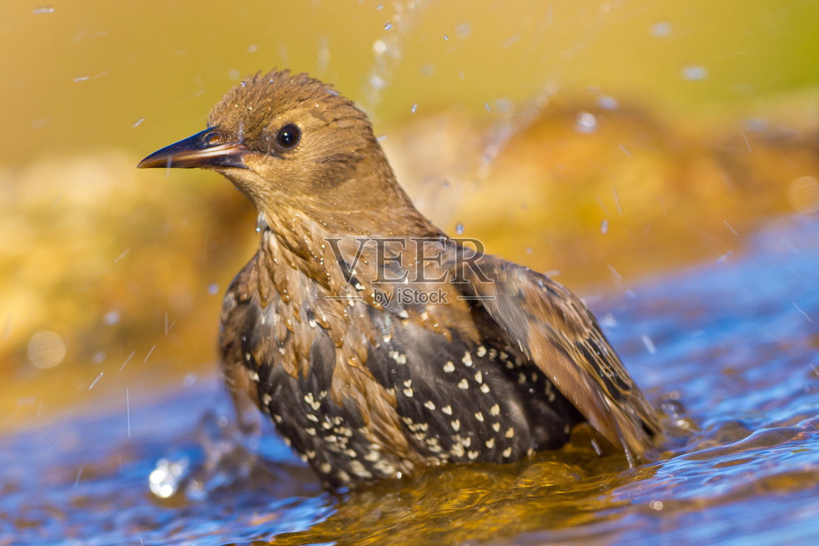 斯塔林，森林池塘，地中海森林，西班牙照片摄影图片