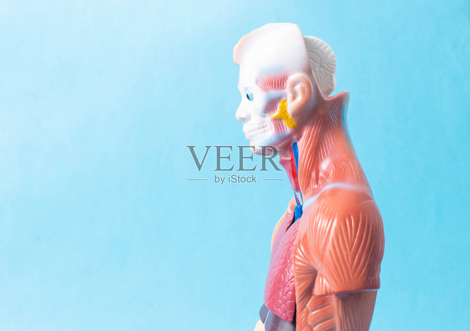 蓝色背景上的人体模型。研究人类疾病的概念及其治疗用医学虚拟，复制空间照片摄影图片