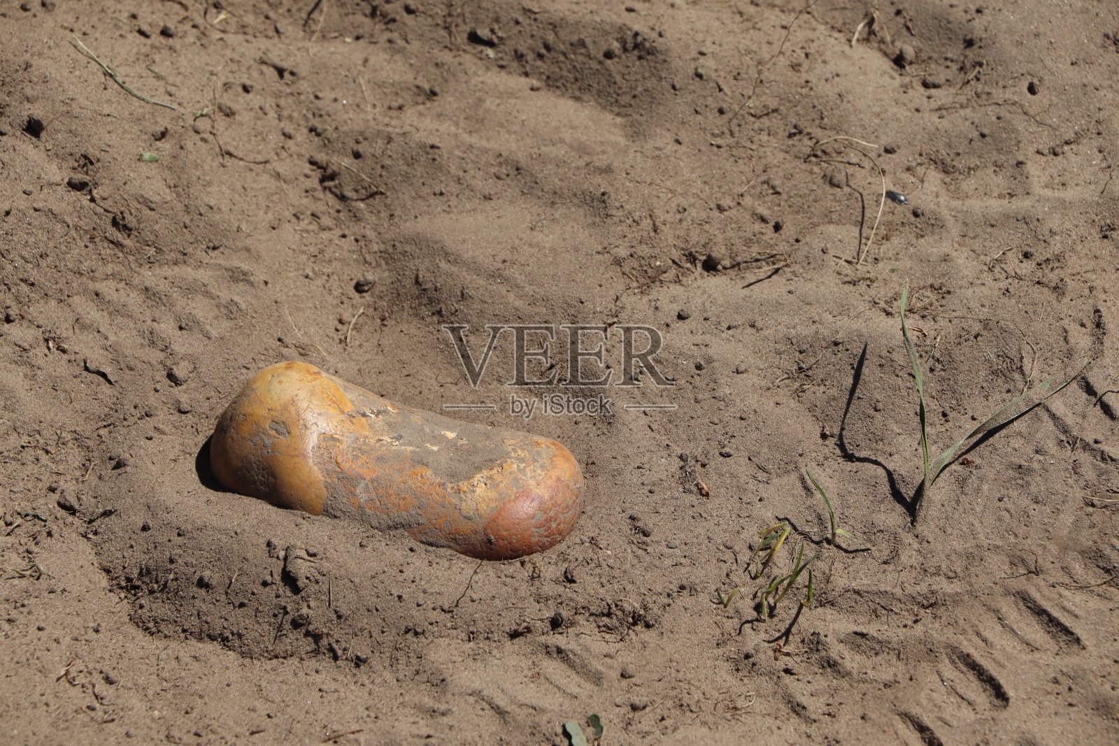 橙色的石头嵌入了干燥的泥土中照片摄影图片