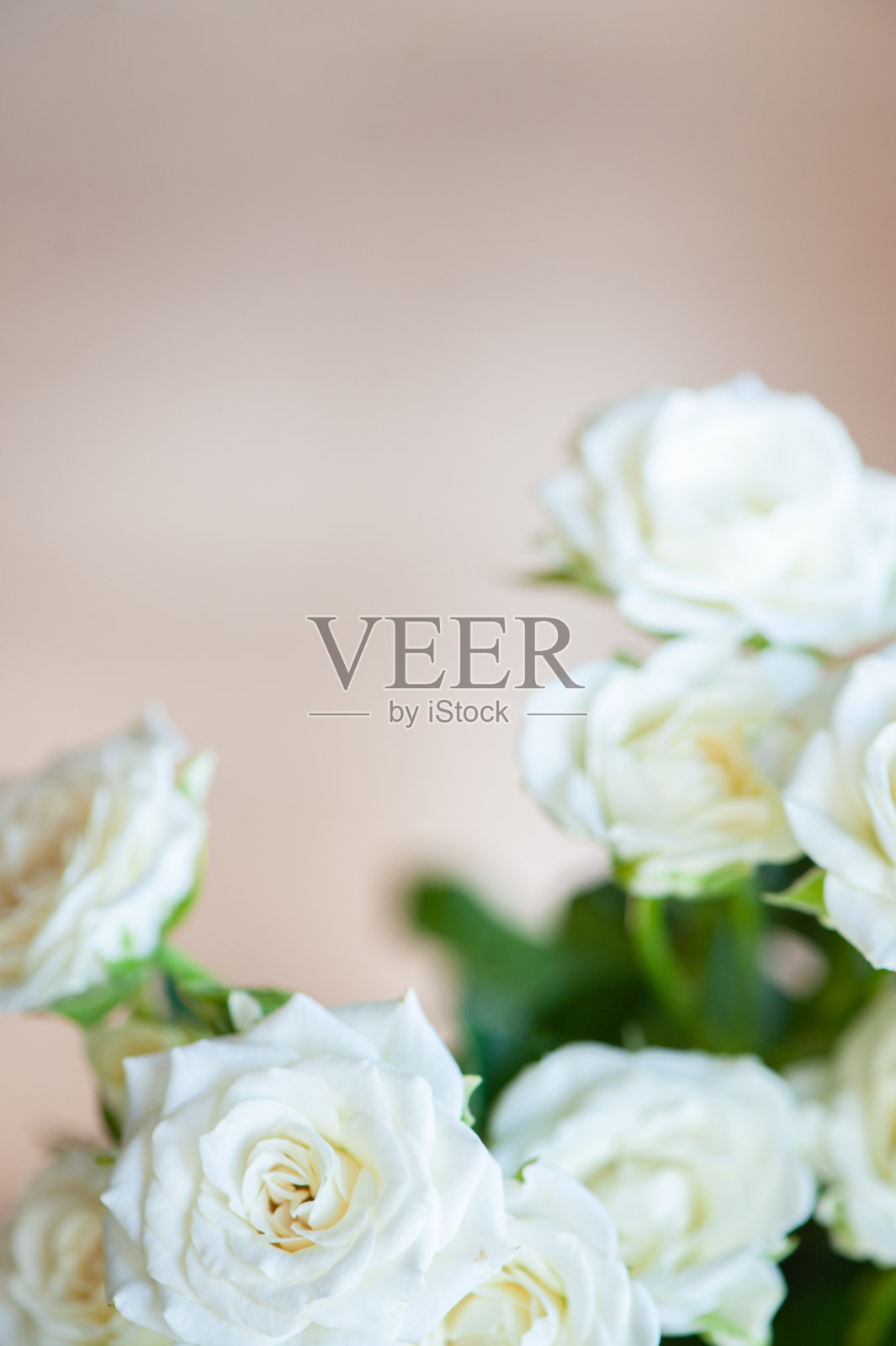 白色甜美的玫瑰在柔和的光线下，米色背景照片摄影图片