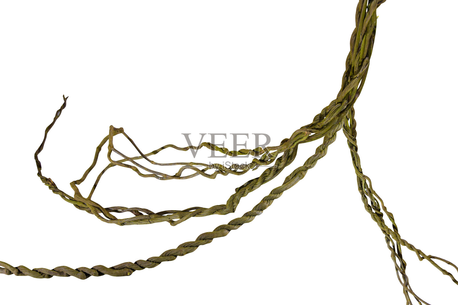 藤根(Cayratia trifolia)藤本常春藤植物灌木，自然框架丛林边界，孤立在白色背景与修剪路径包括。花卉Desaign。高清图像和大分辨率。可以用作墙纸吗照片摄影图片