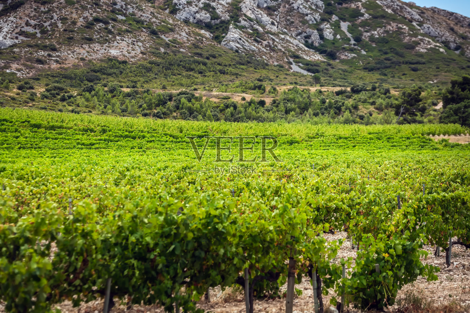 普罗旺斯的夏天旅行照片摄影图片