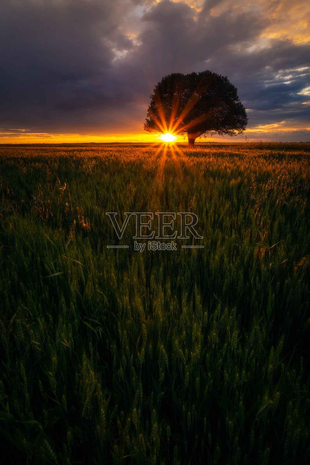 背光橡树在麦田在日出日落与戏剧性的云在天空照片摄影图片