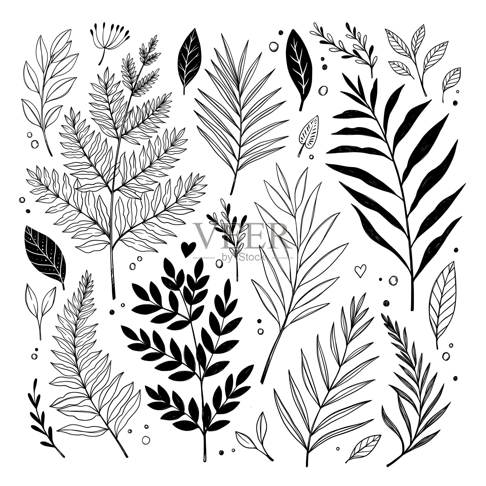 手绘矢量复古元素(草药，叶子，花，树枝)。野生和自由。植物插图。完美的邀请，贺卡，引用，博客，婚礼框架，海报设计元素图片