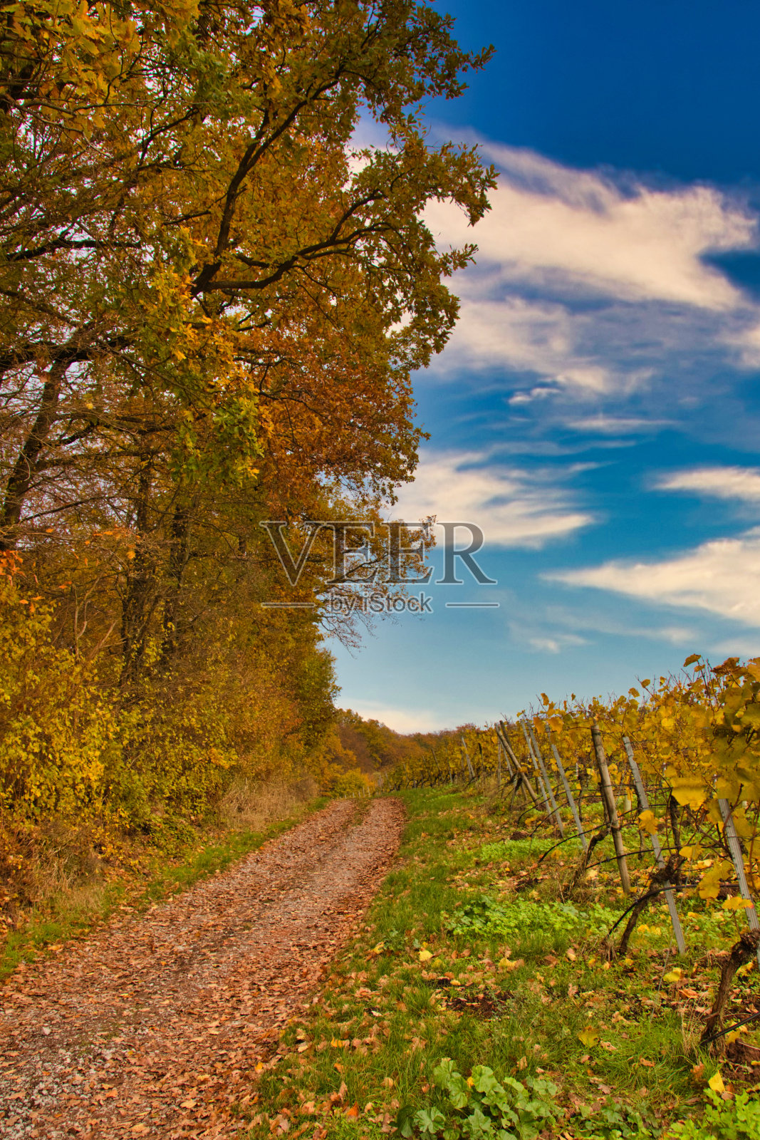 森林和藤蔓之间的小路照片摄影图片