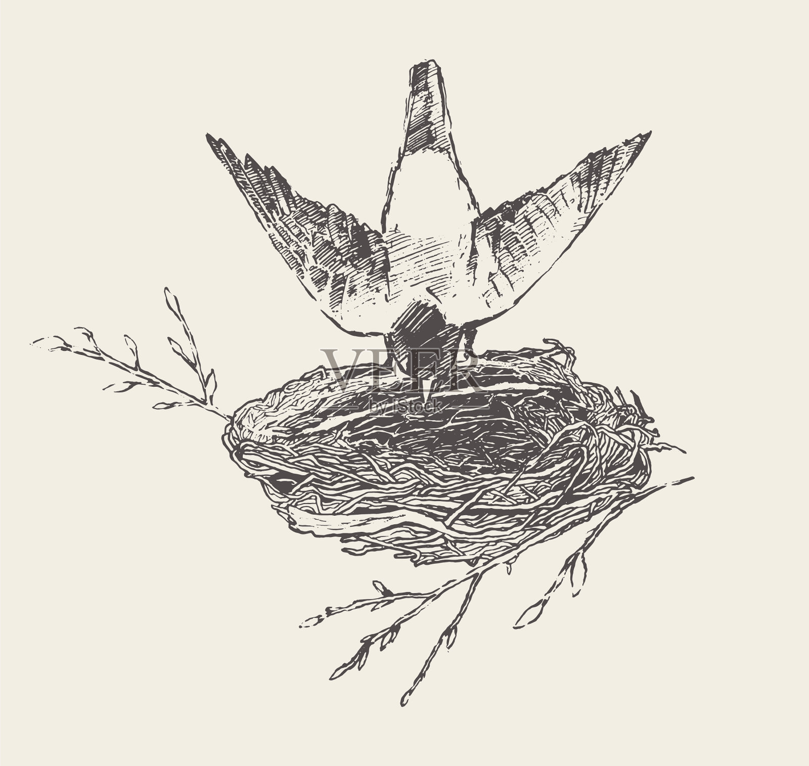 鸟筑巢的草图插画图片素材