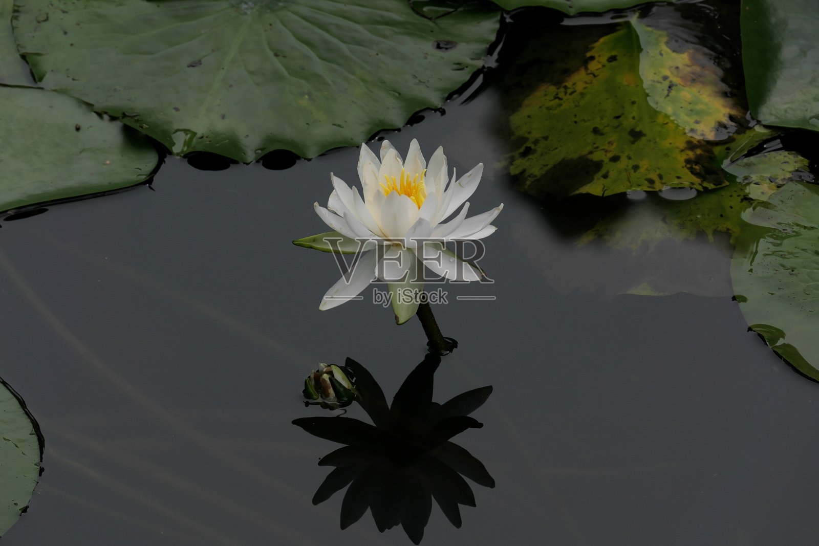 水面上的一株无叶睡莲照片摄影图片