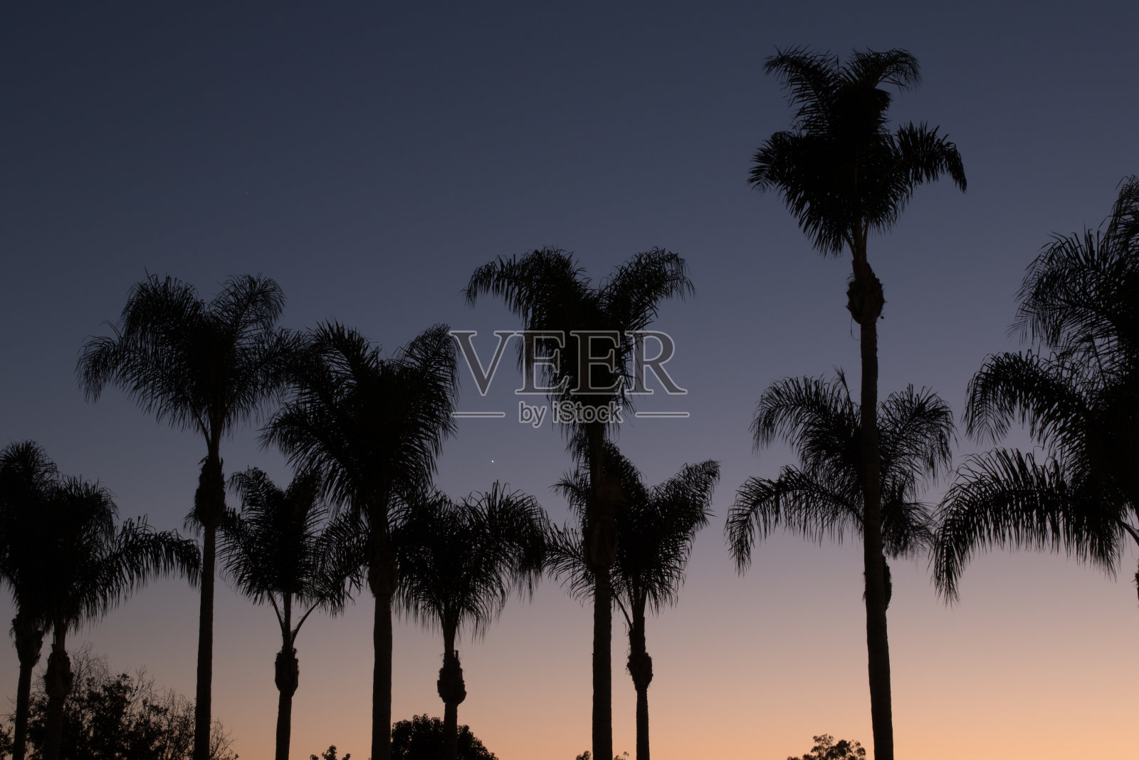 日落时分的棕榈树照片摄影图片
