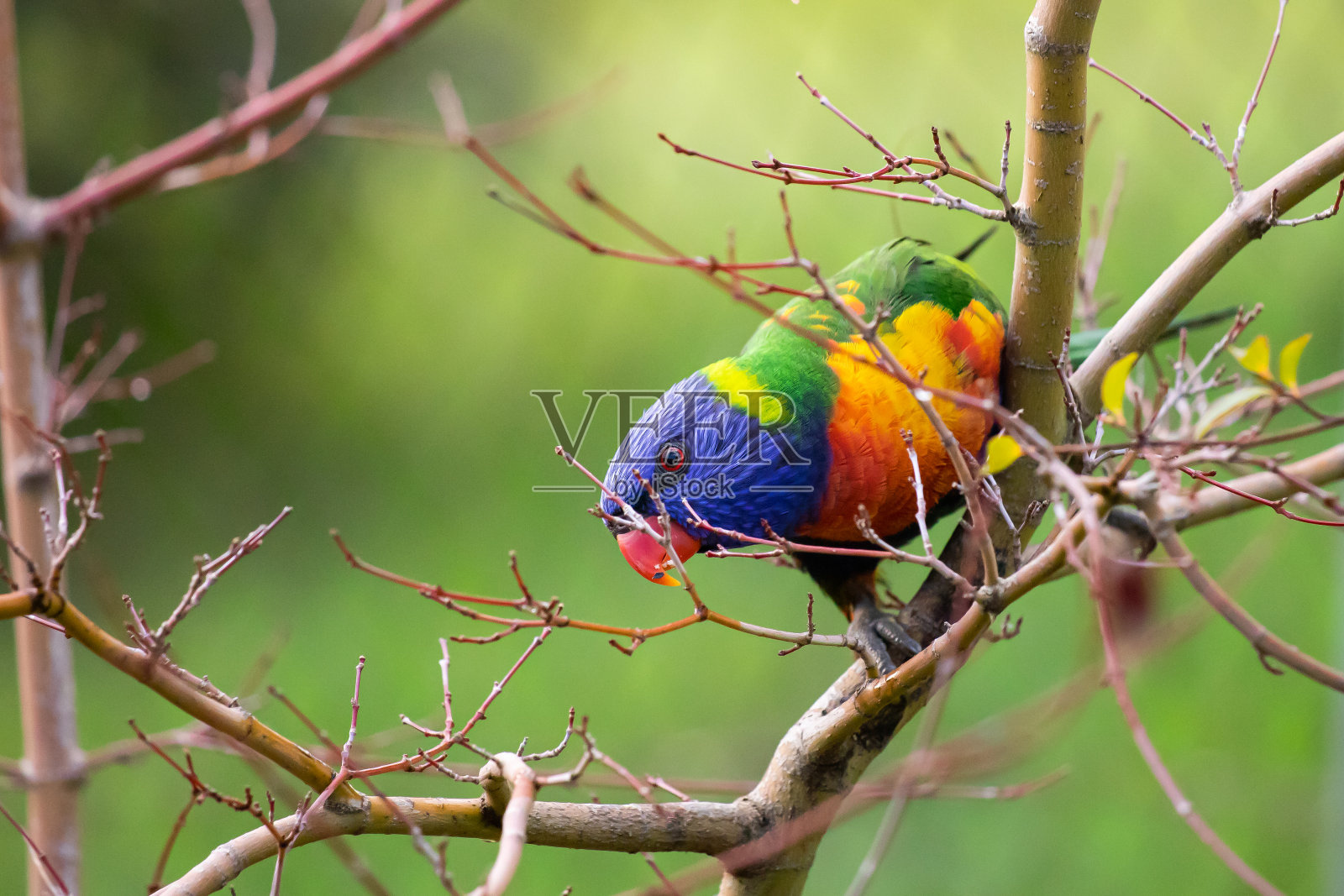 一只藏在树上的彩虹鹦鹉照片摄影图片