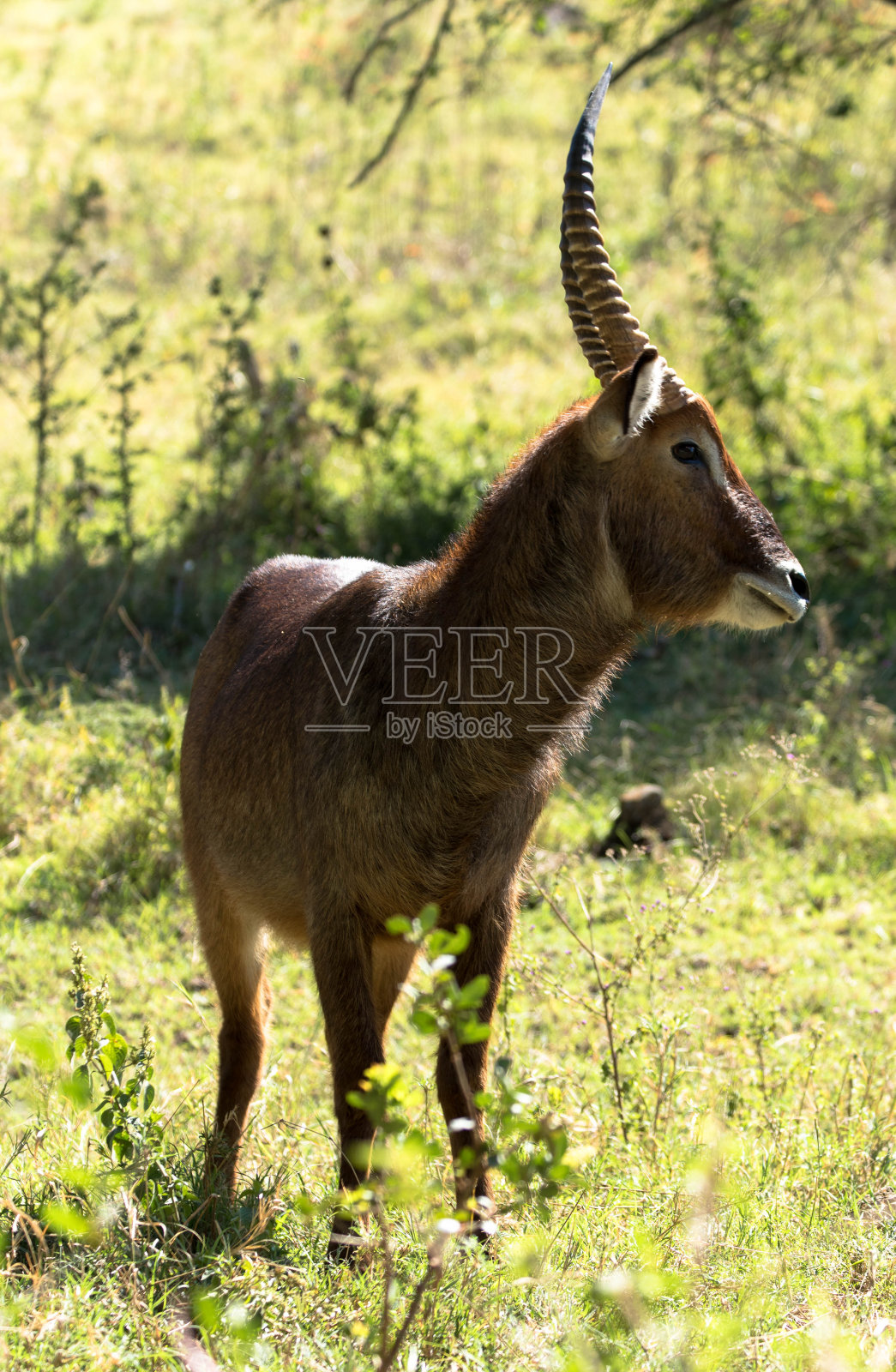 图为南非大草原上的一只黑斑羚照片摄影图片