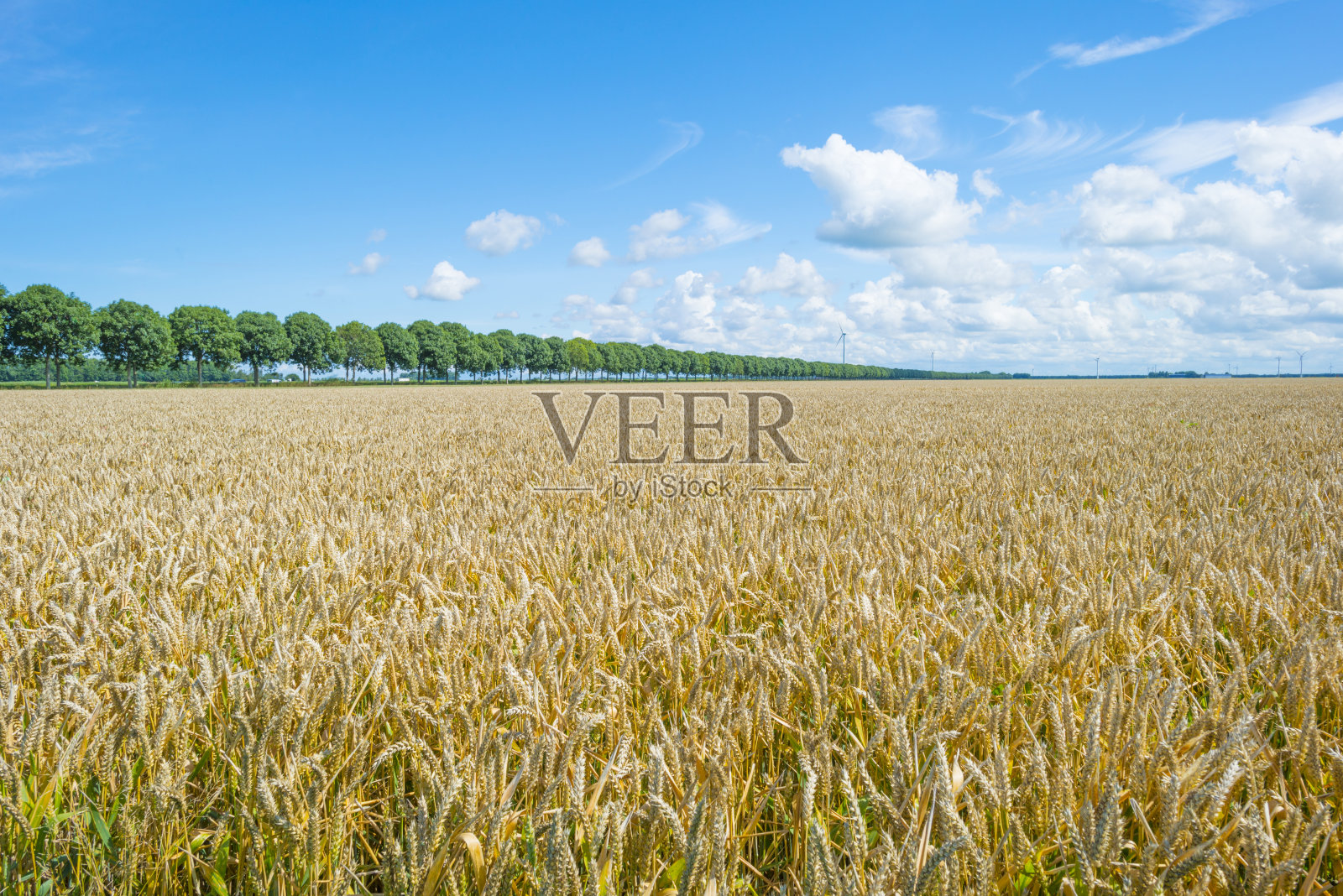 黄色的小麦在农村的农田下面，蓝天在夏天的阳光照片摄影图片