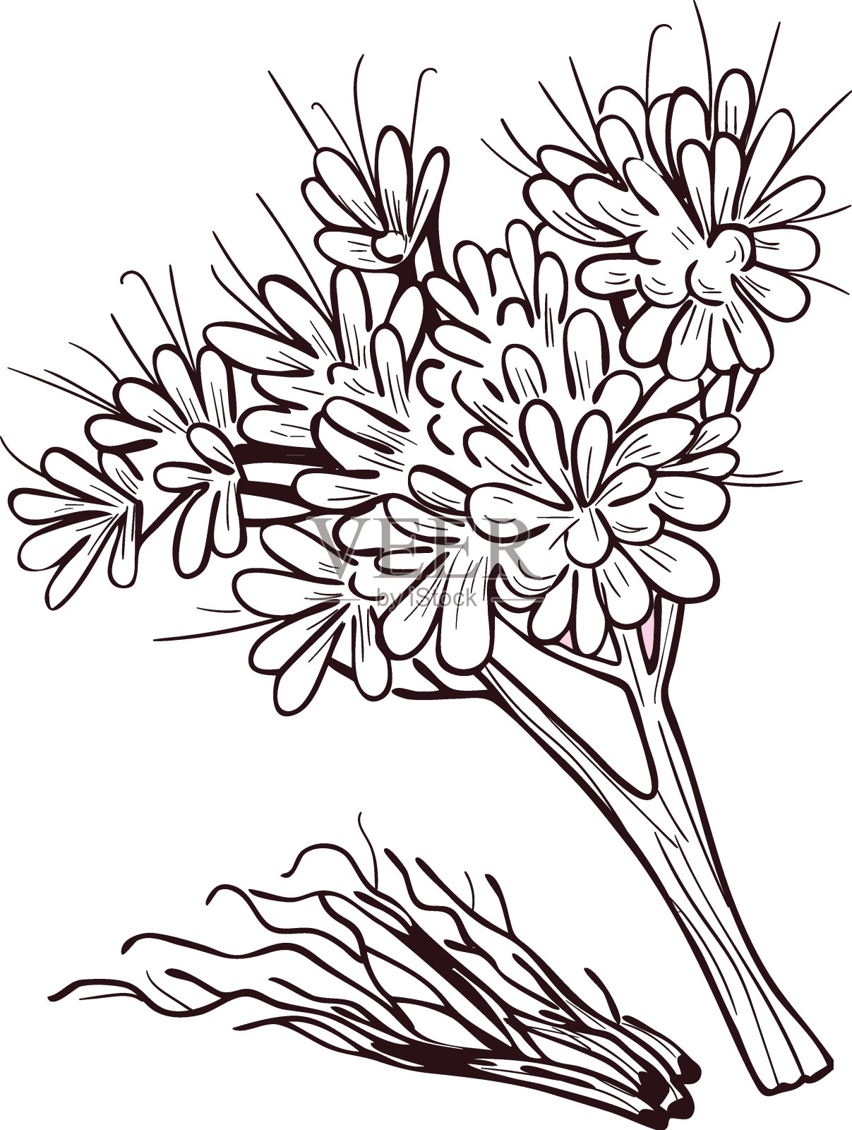 小白菊或洋甘菊或类似雏菊的植物。Tanacetum parthenium载体插图。盛开的花朵和绿色的叶子。洋甘菊，德国洋甘菊，梅菖蒲。插画图片素材