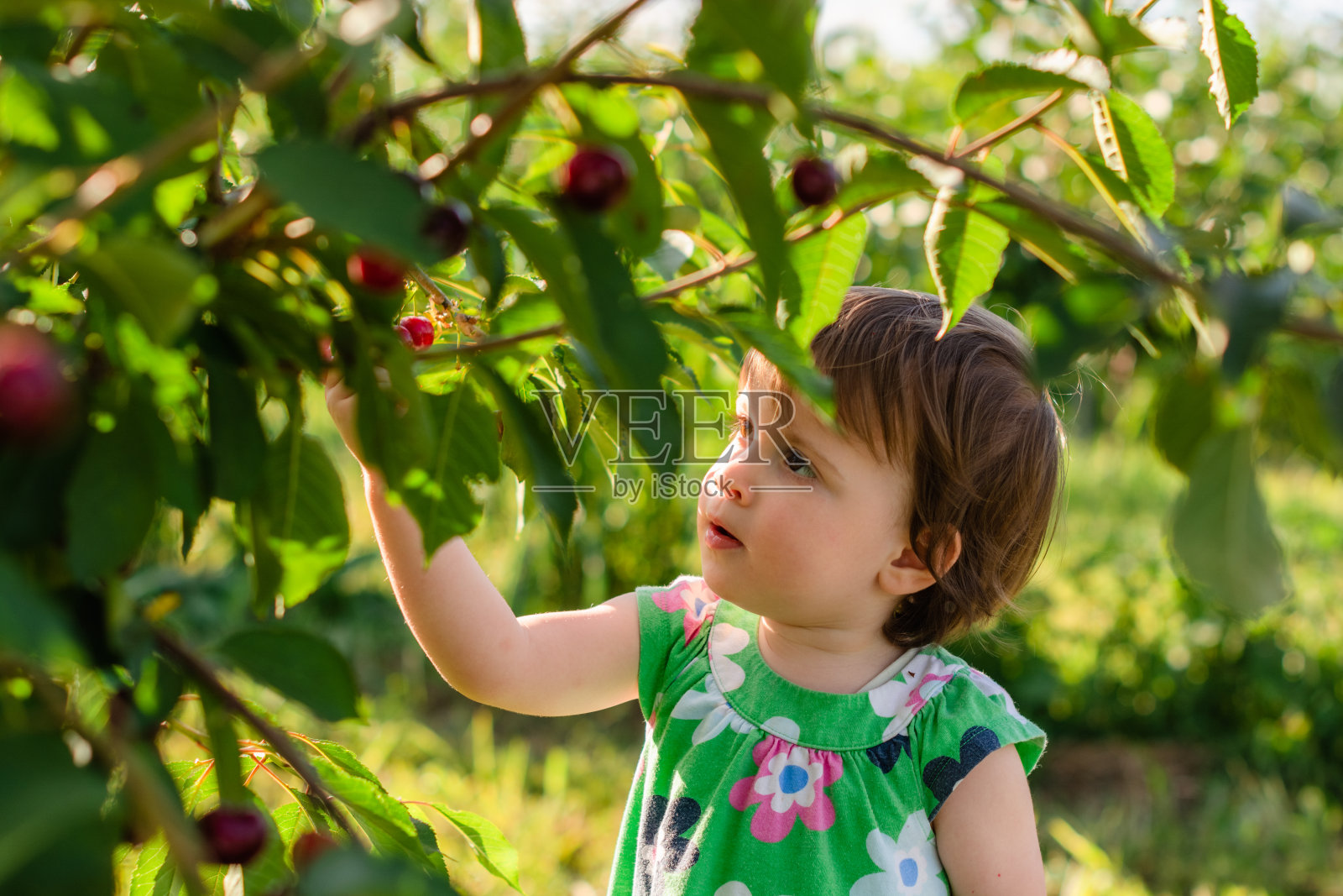 孩子在果园里摘樱桃照片摄影图片