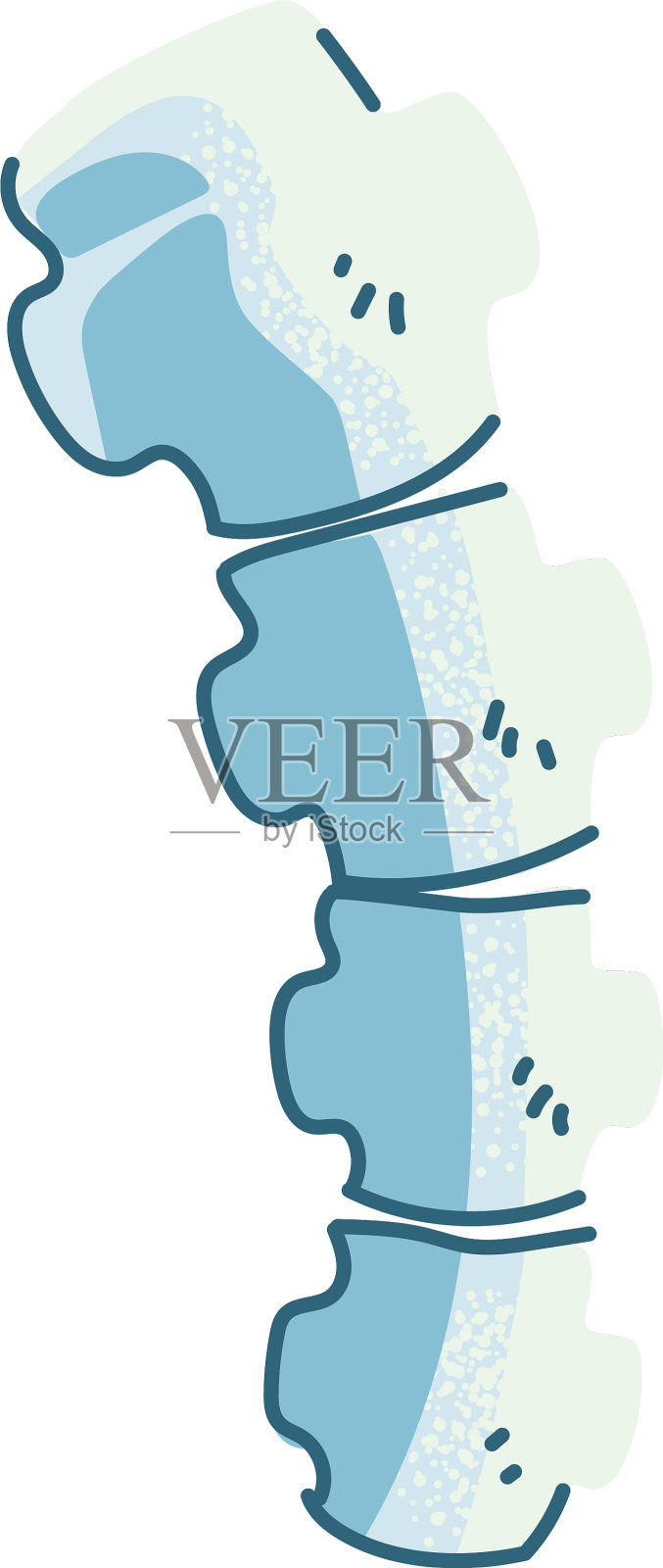 骨头、脊柱、身体部分在白色背景上设计元素图片