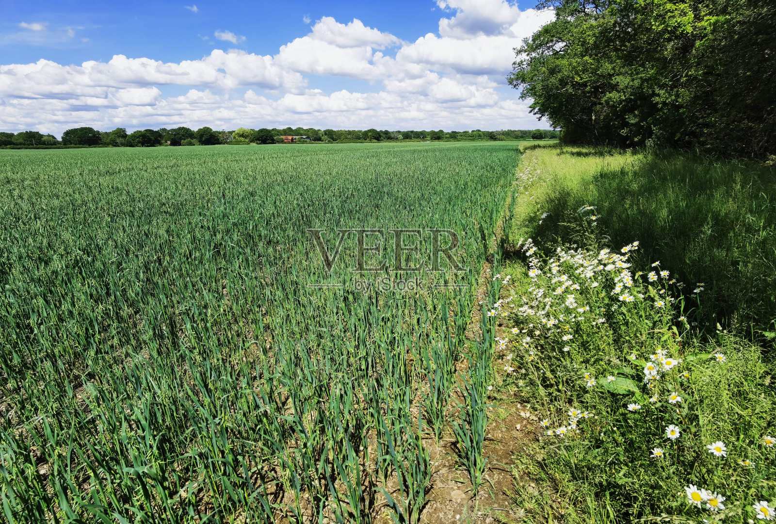 科茨沃尔德景观农业土地田野农村英格兰英国照片摄影图片