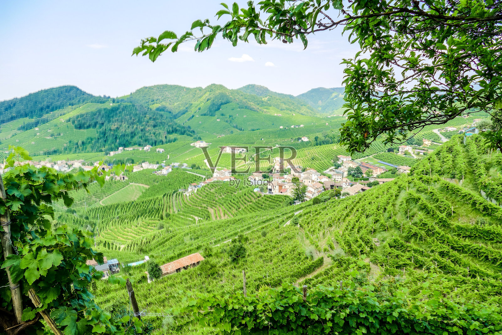 普罗塞克山谷瓦多比亚德内特雷维索的普罗塞克白葡萄酒葡萄园照片摄影图片