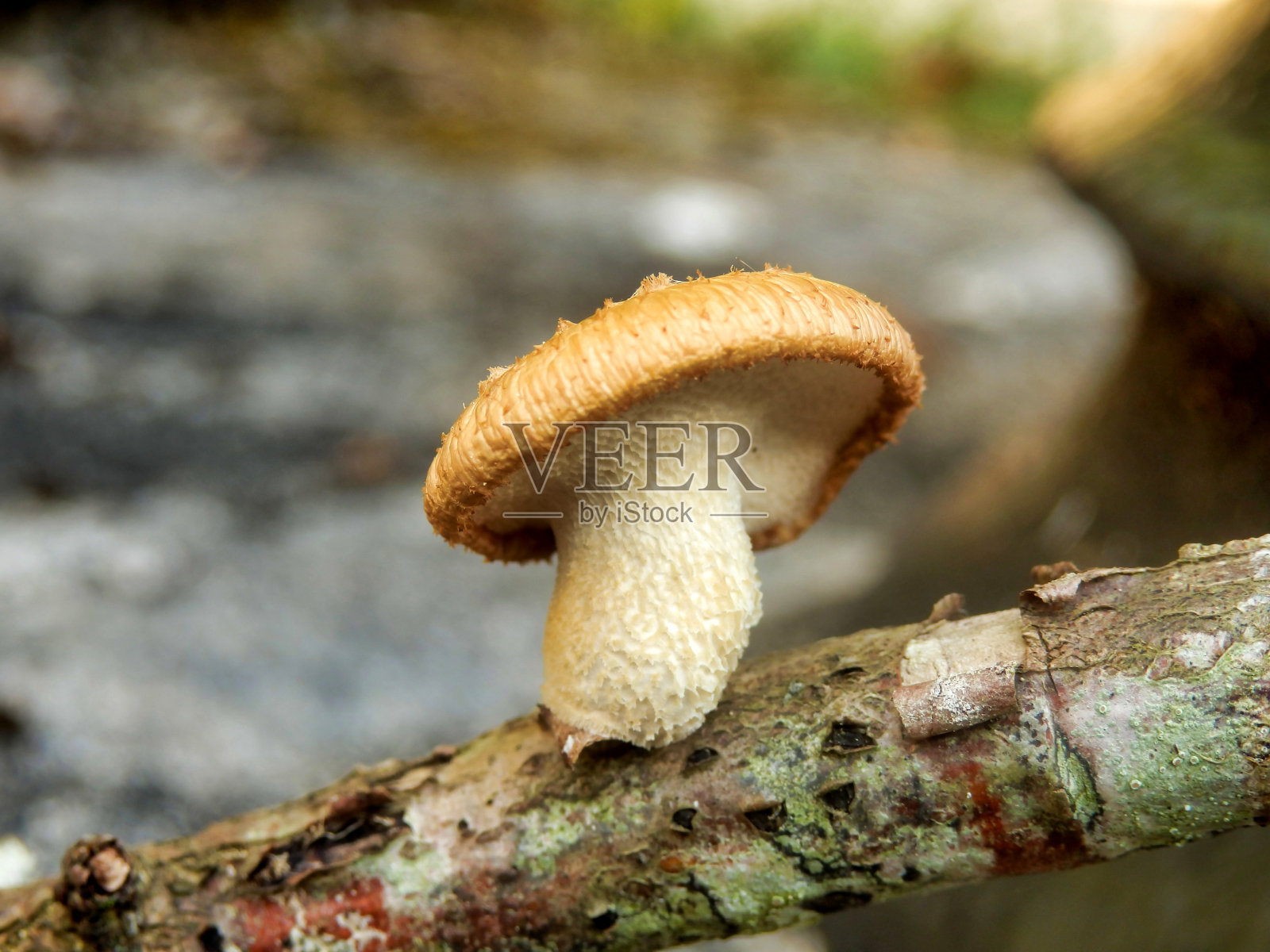 缘毛多孔菌照片摄影图片