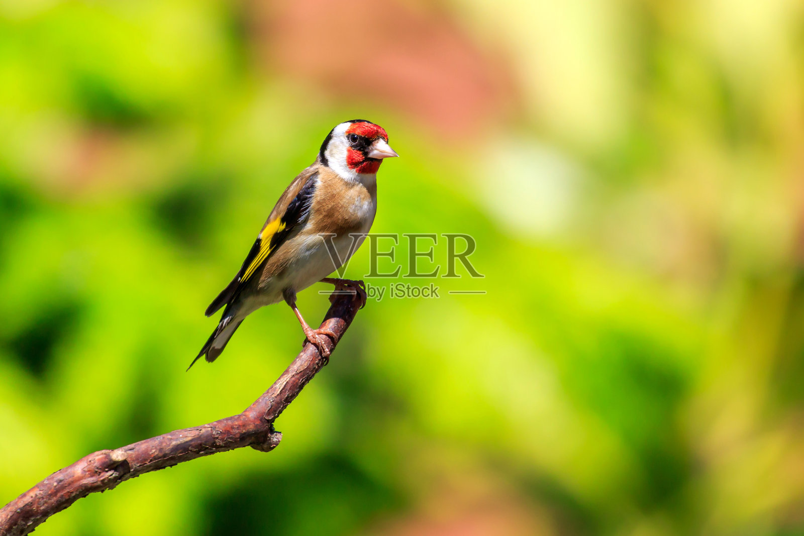 金翅雀照片摄影图片