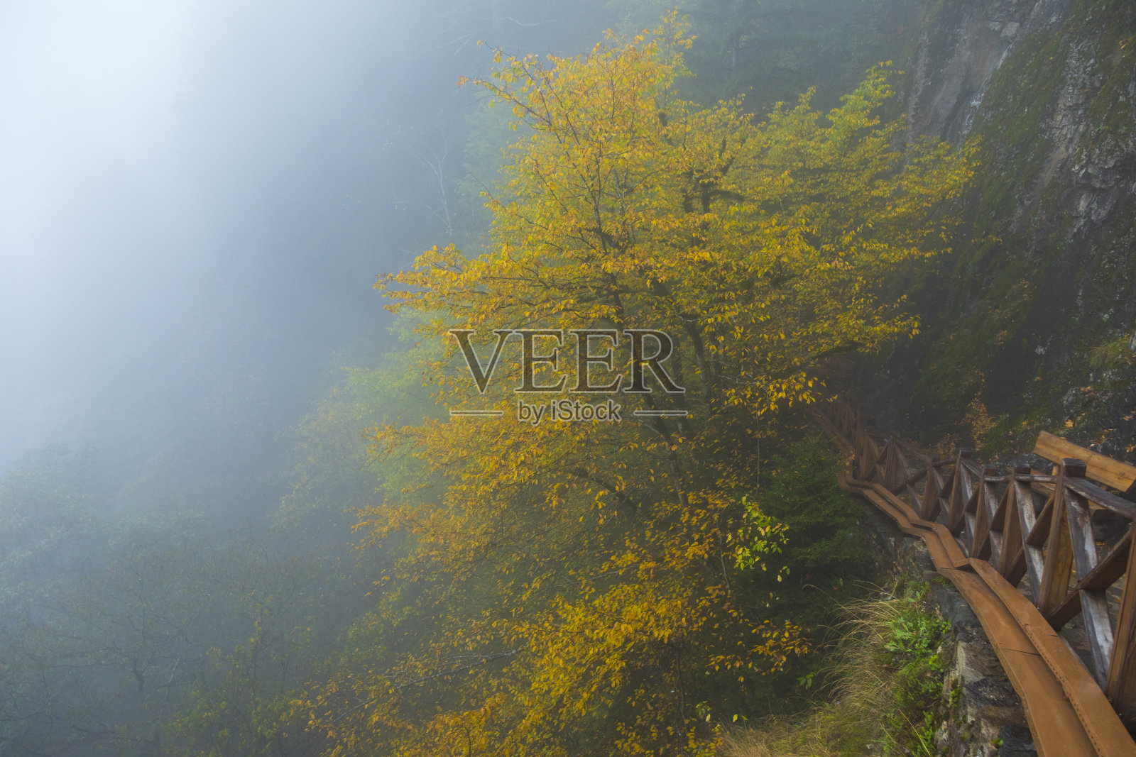 雾中的秋叶照片摄影图片