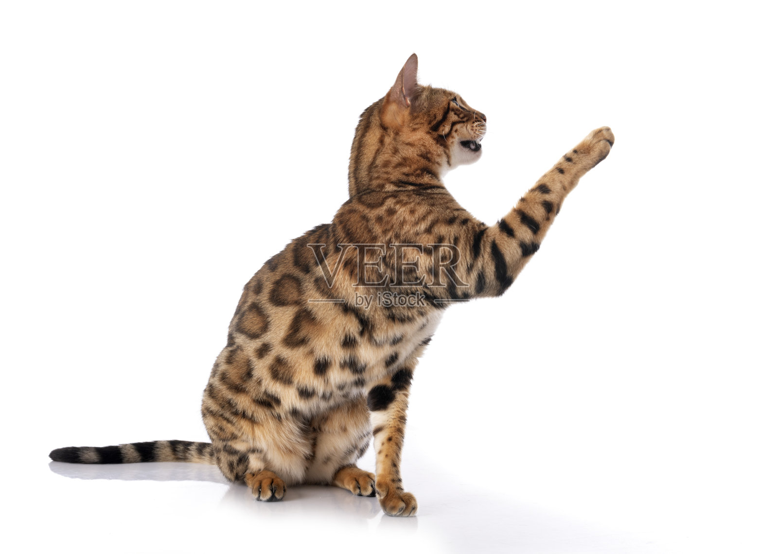 孟加拉猫照片摄影图片