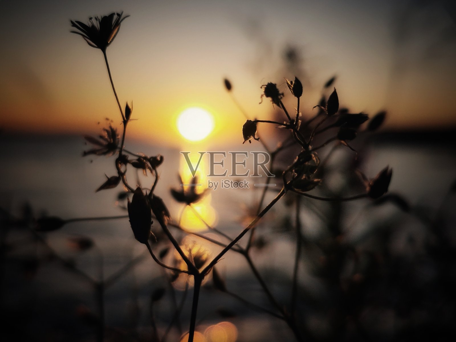 卡累利阿共和国照片摄影图片