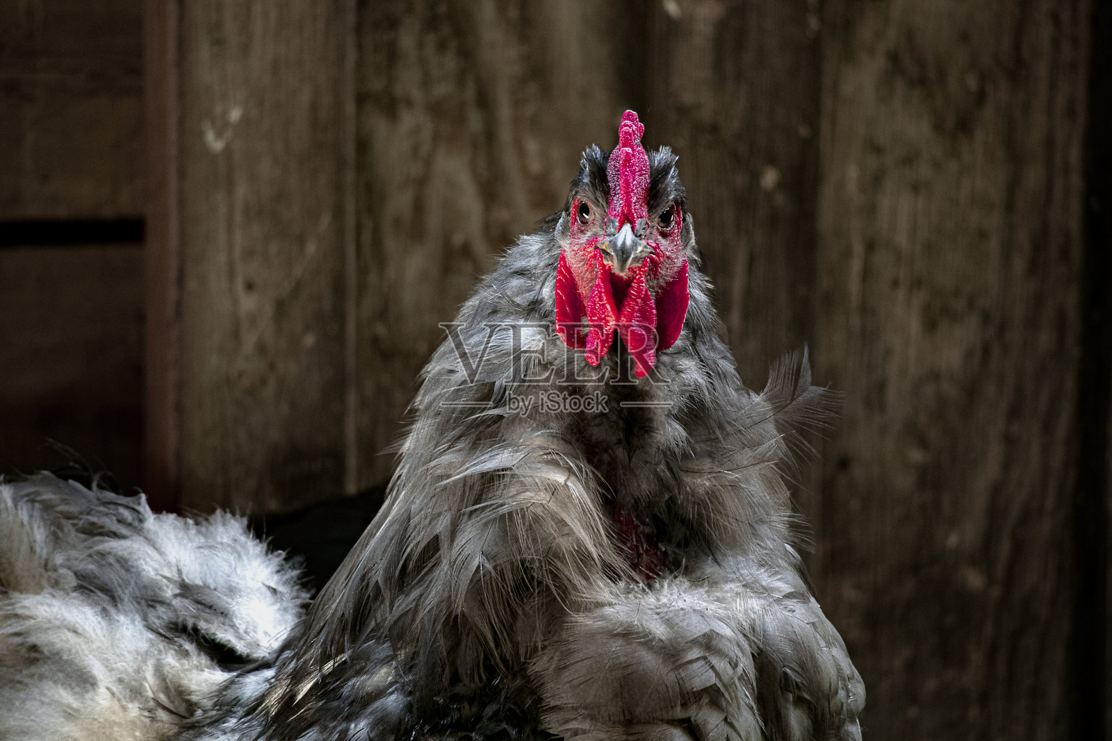 谷仓鸡舍里的公鸡面对摄像机照片摄影图片