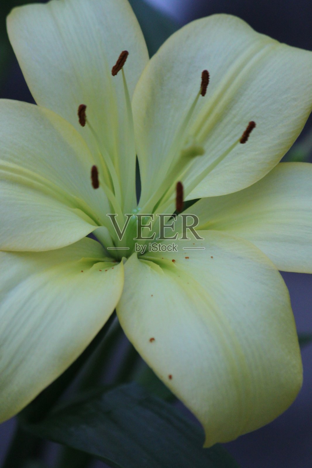 黄色的黄花菜照片摄影图片