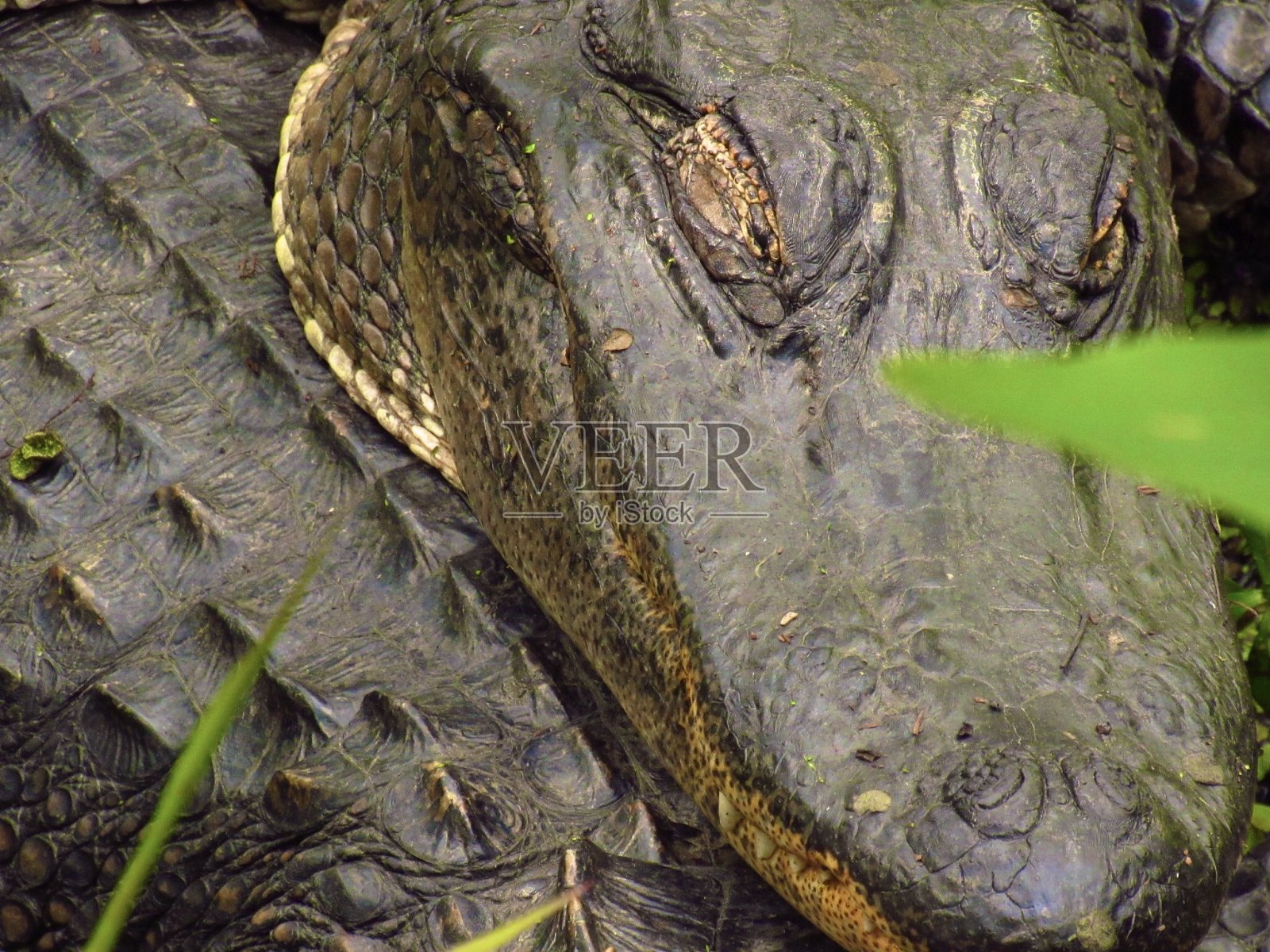 鳄鱼的头照片摄影图片