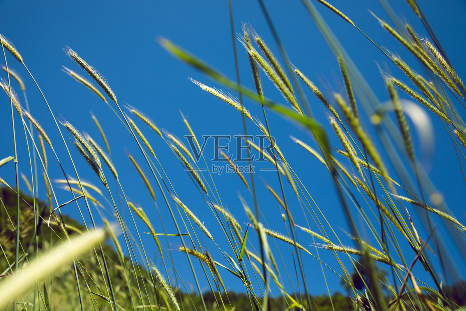 自然界中的大麦穗照片摄影图片