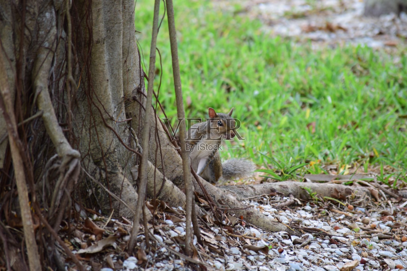 松鼠照片摄影图片