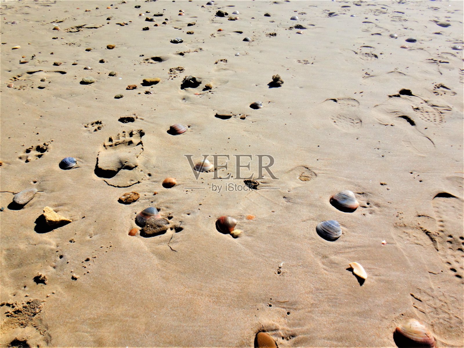 近距离拍摄的白色沙滩，脚印和海滩上的贝壳照片摄影图片