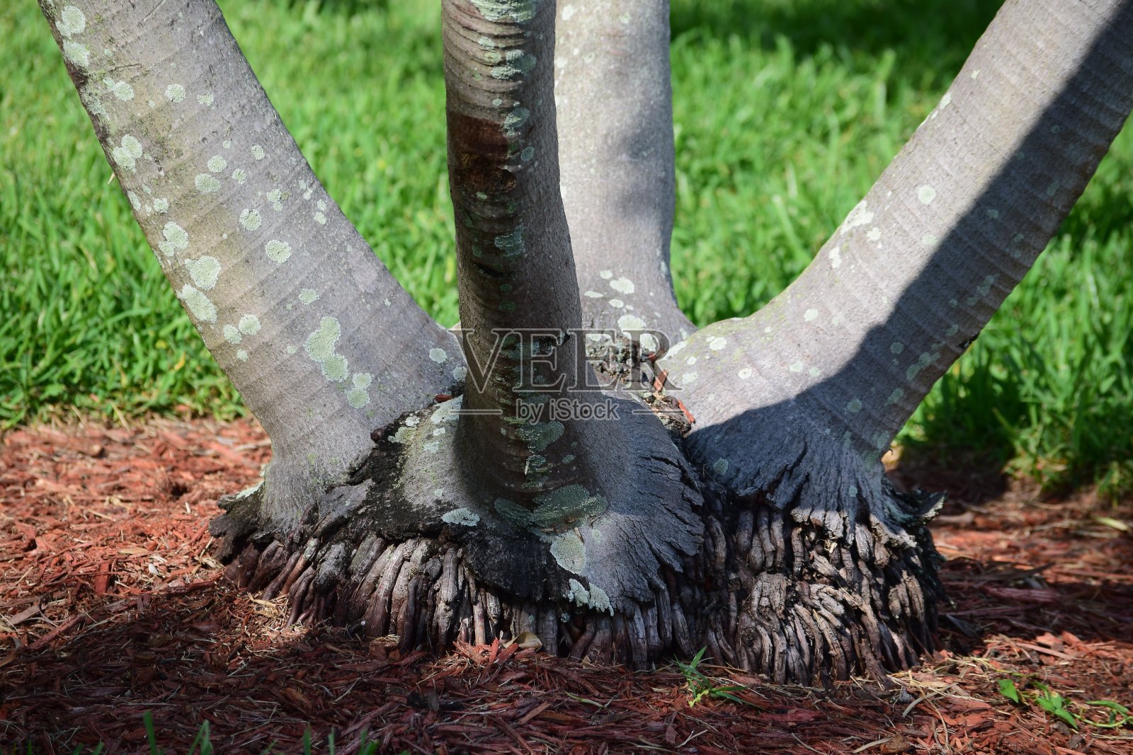 四棵树的根相连照片摄影图片