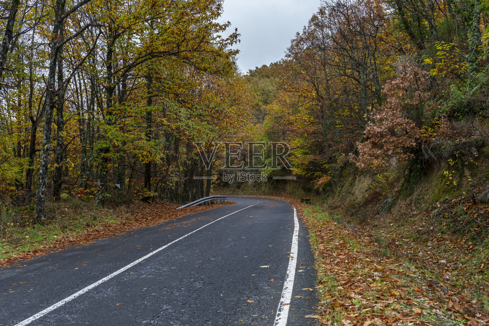 秋天，乌云密布的天空下，路上的树木照片摄影图片
