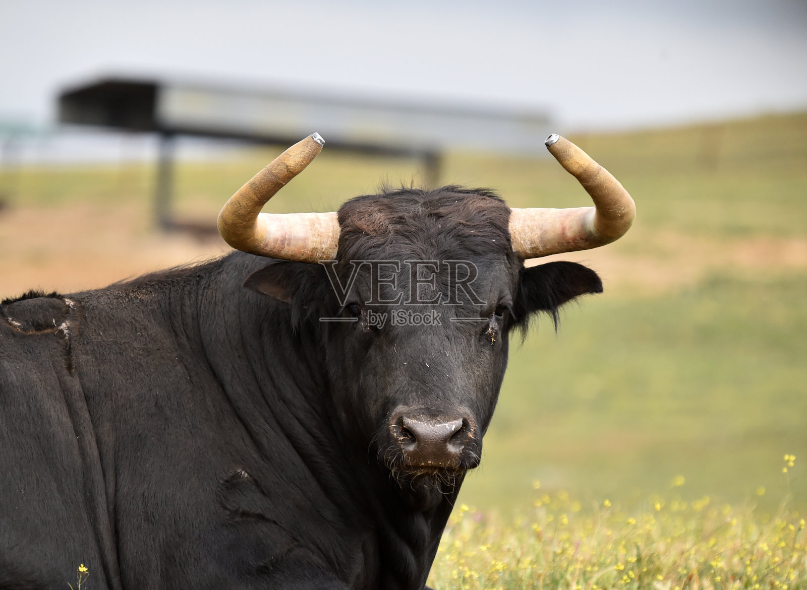 长着大角的公牛照片摄影图片