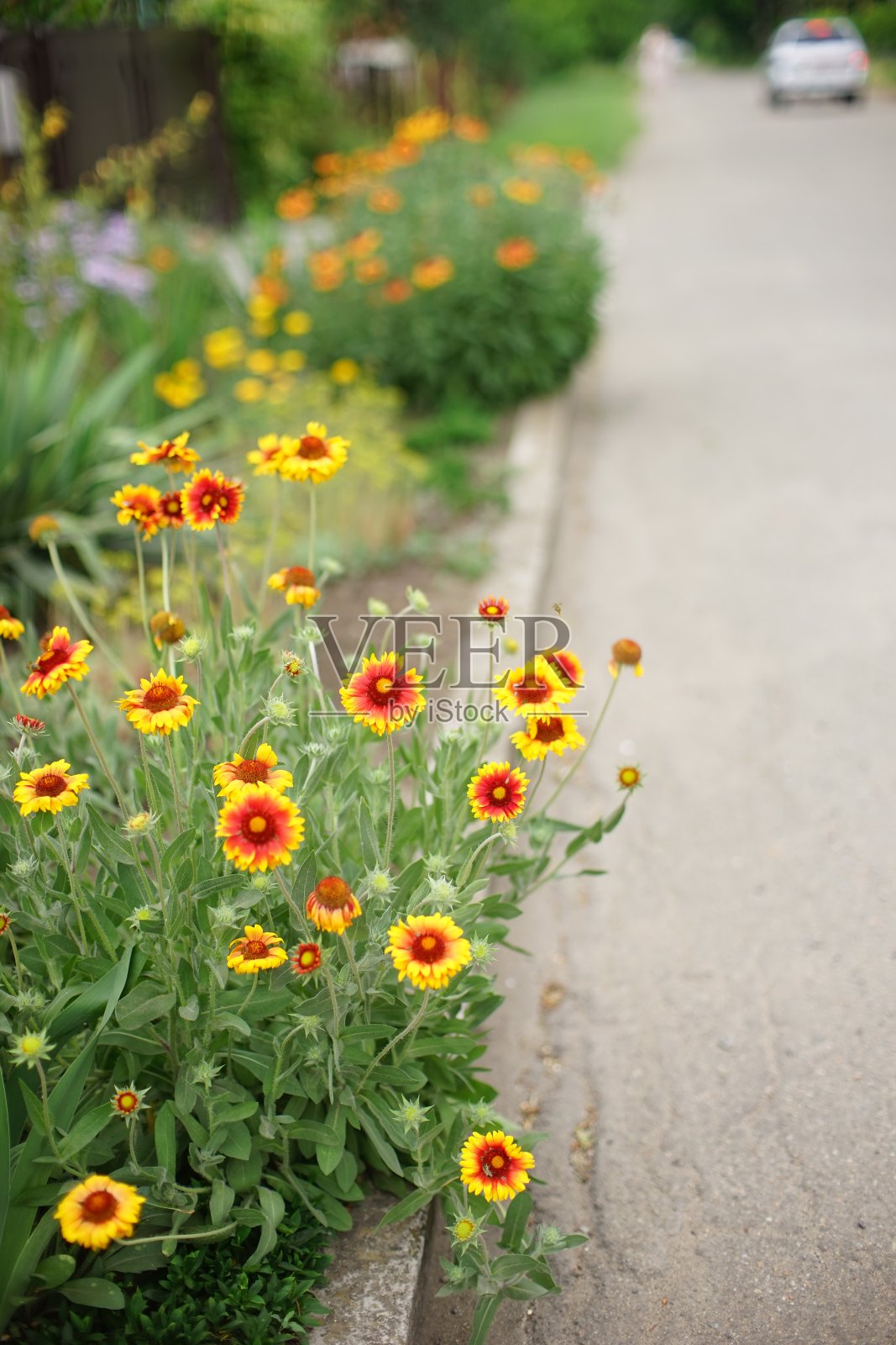 夏天，路边长着桔黄色的蔷薇花照片摄影图片