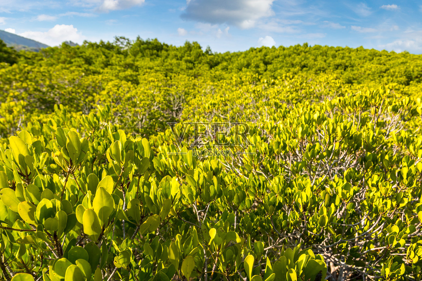 泰国的红树林照片摄影图片
