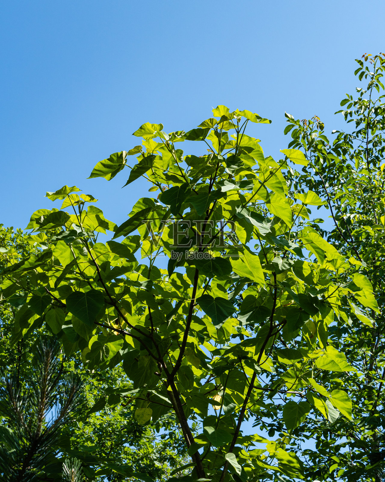 泡桐，或皇后，或公主树，或鸡油菌对着蓝天。在阳光明媚的夏日，树枝上的巨大叶子。景观花园。和平、幸福和爱的气氛。照片摄影图片