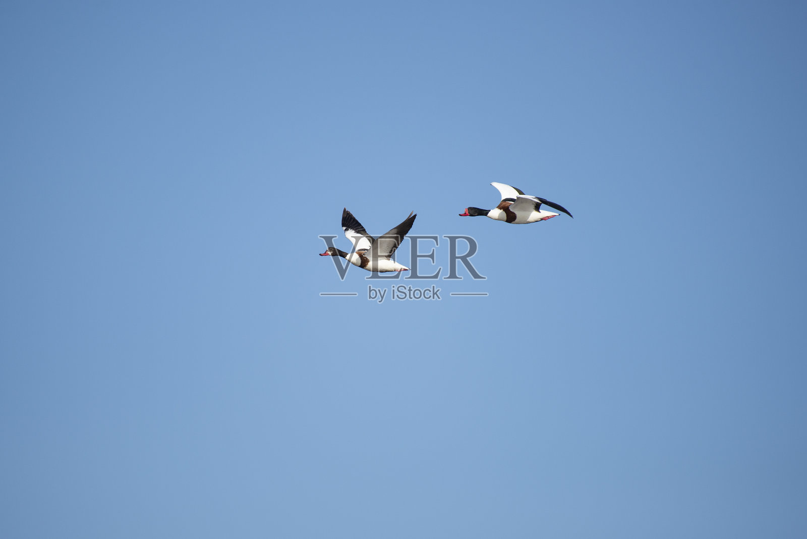 普通的壳鸭(Tadorna Tadorna)照片摄影图片