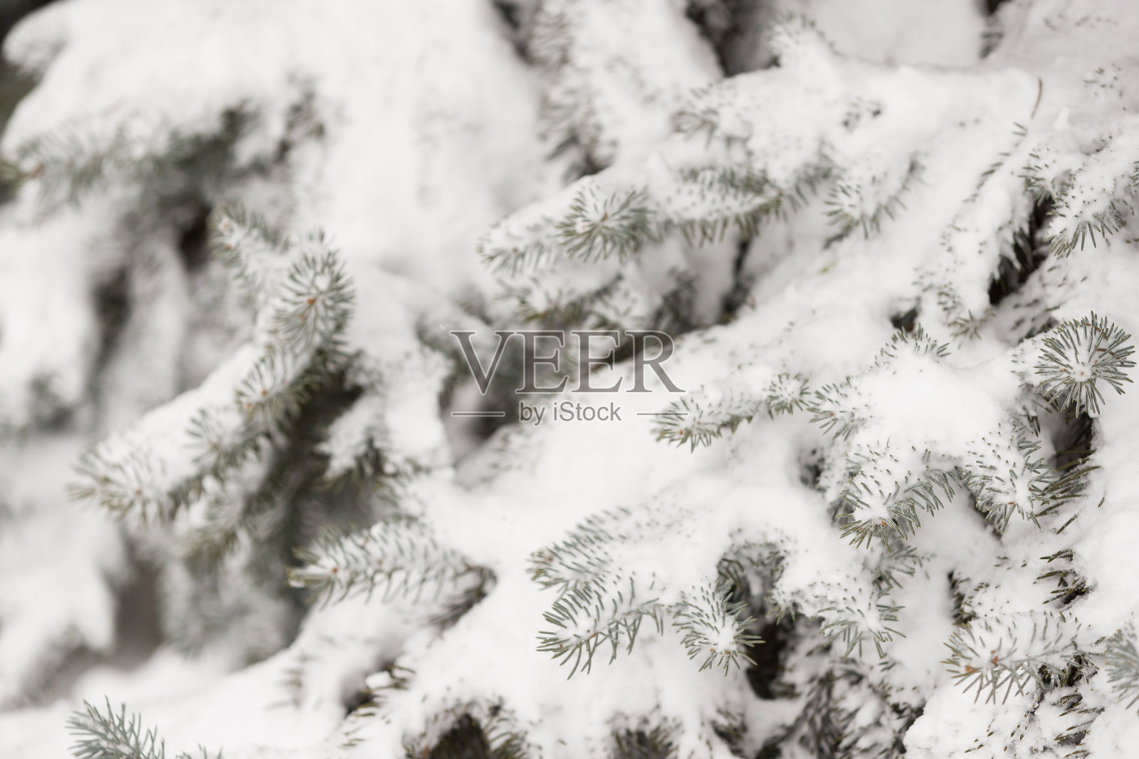户外白雪覆盖的常青树的特写。准备用圣诞装饰装饰常青树。冬季，假期和圣诞节的概念。一个传统的节日。照片摄影图片