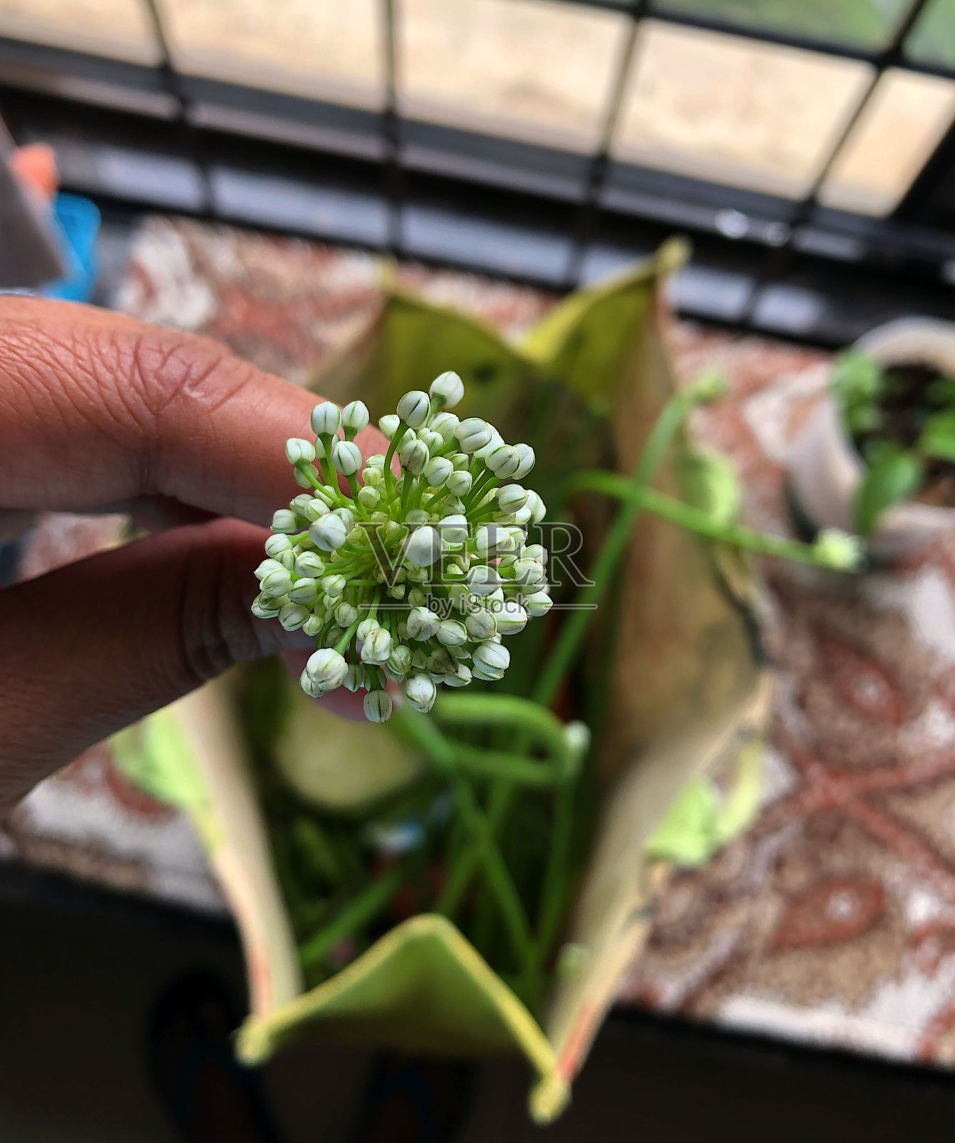 大葱花头和各种有机新鲜蔬菜在一个生态可重复使用的布袋在背景的特写。照片摄影图片