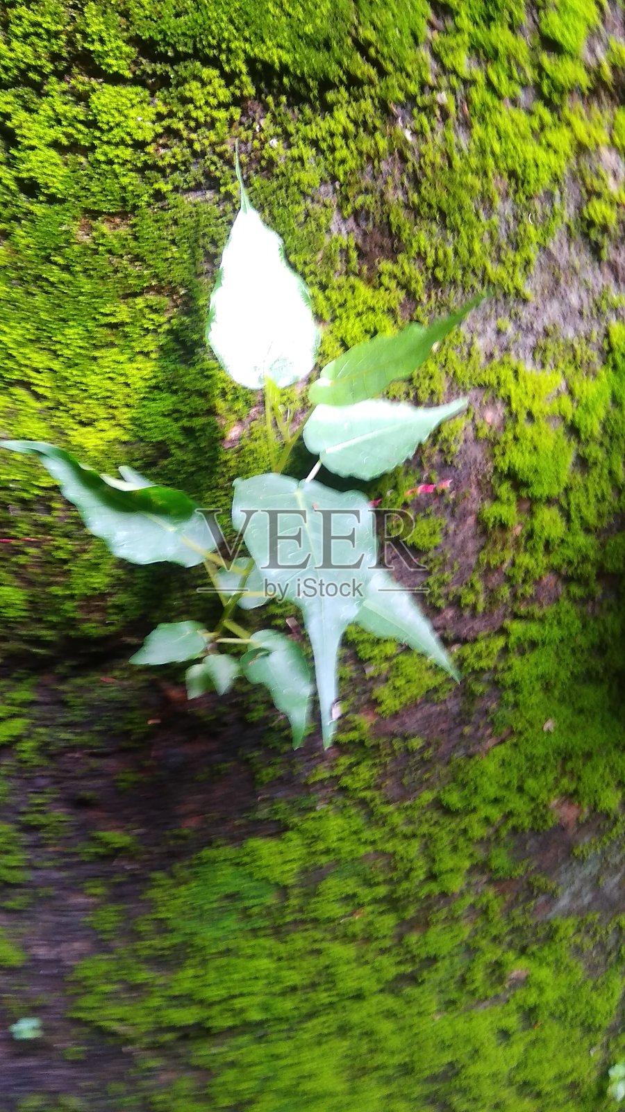 小植物的绿色背景照片照片摄影图片