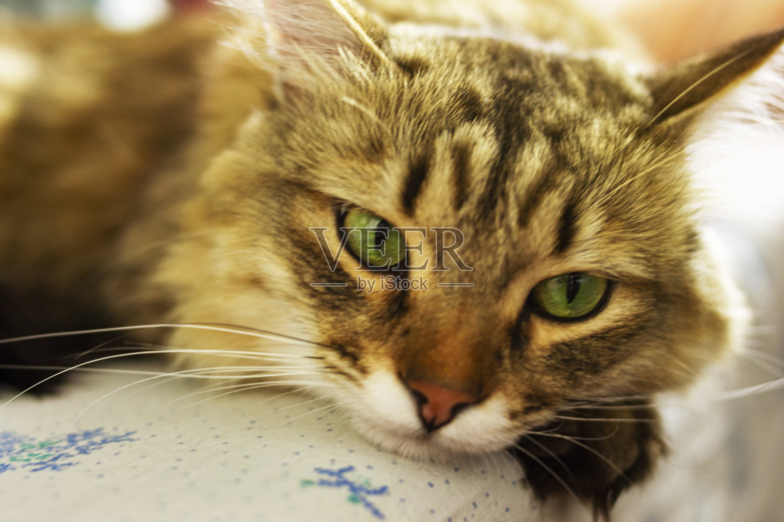 一只红毛绒绒的绿眼睛的猫躺在白色的床单上，上面有蓝色的花朵上的装饰品。背景模糊照片摄影图片