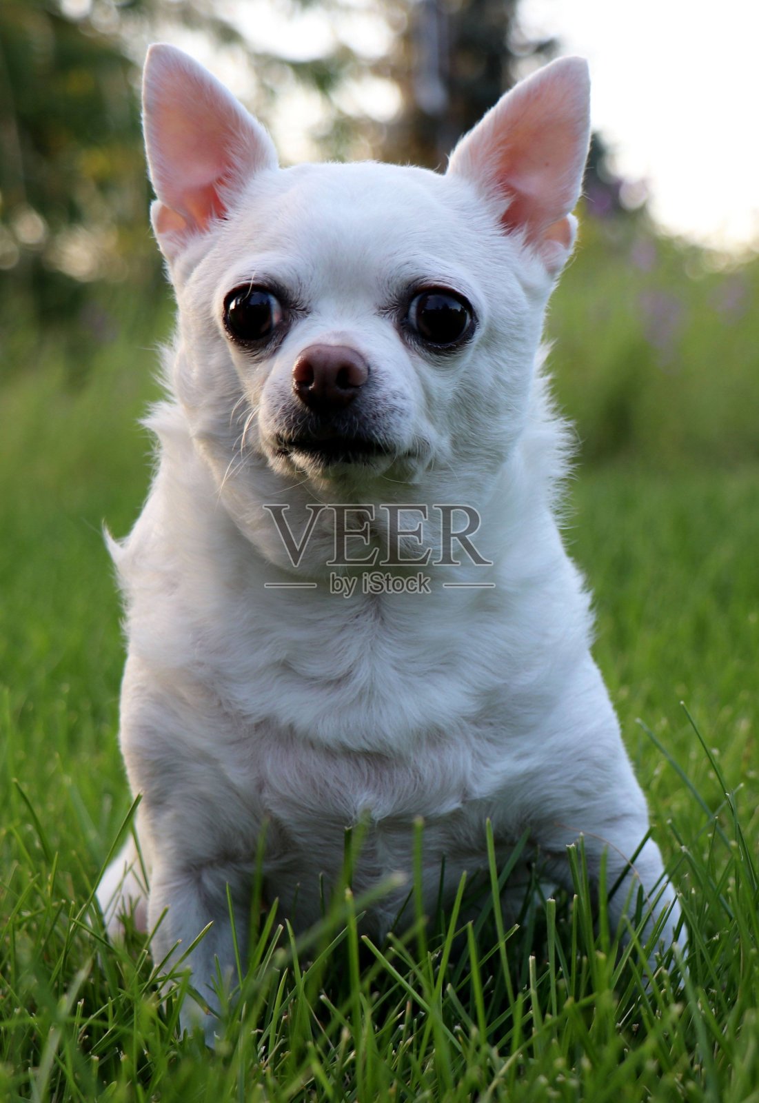 草丛中的吉娃娃照片摄影图片