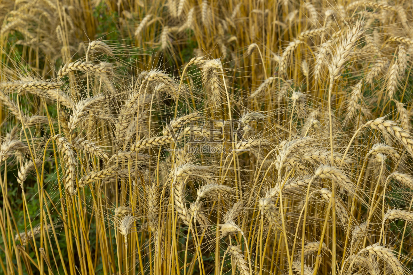 谷物在阳光下闪闪发光照片摄影图片
