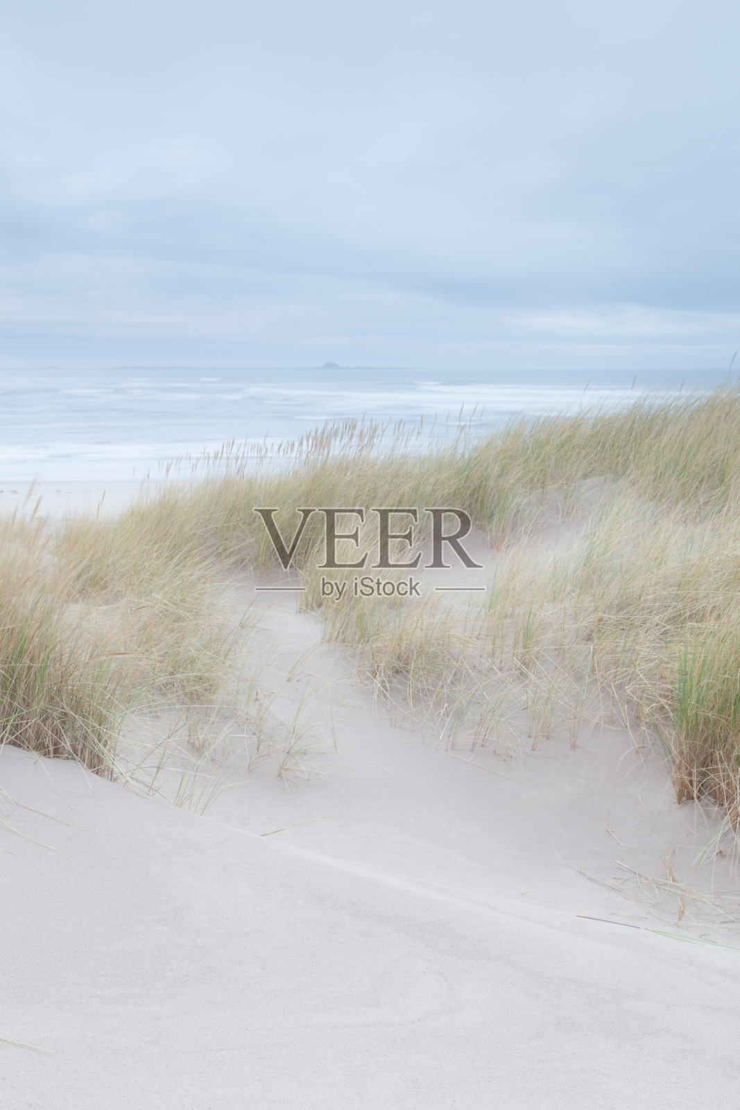 夏天，诺森伯兰郡布德尔湾(Budle Bay)白色沙滩上的沙丘上长着一株马兰草照片摄影图片