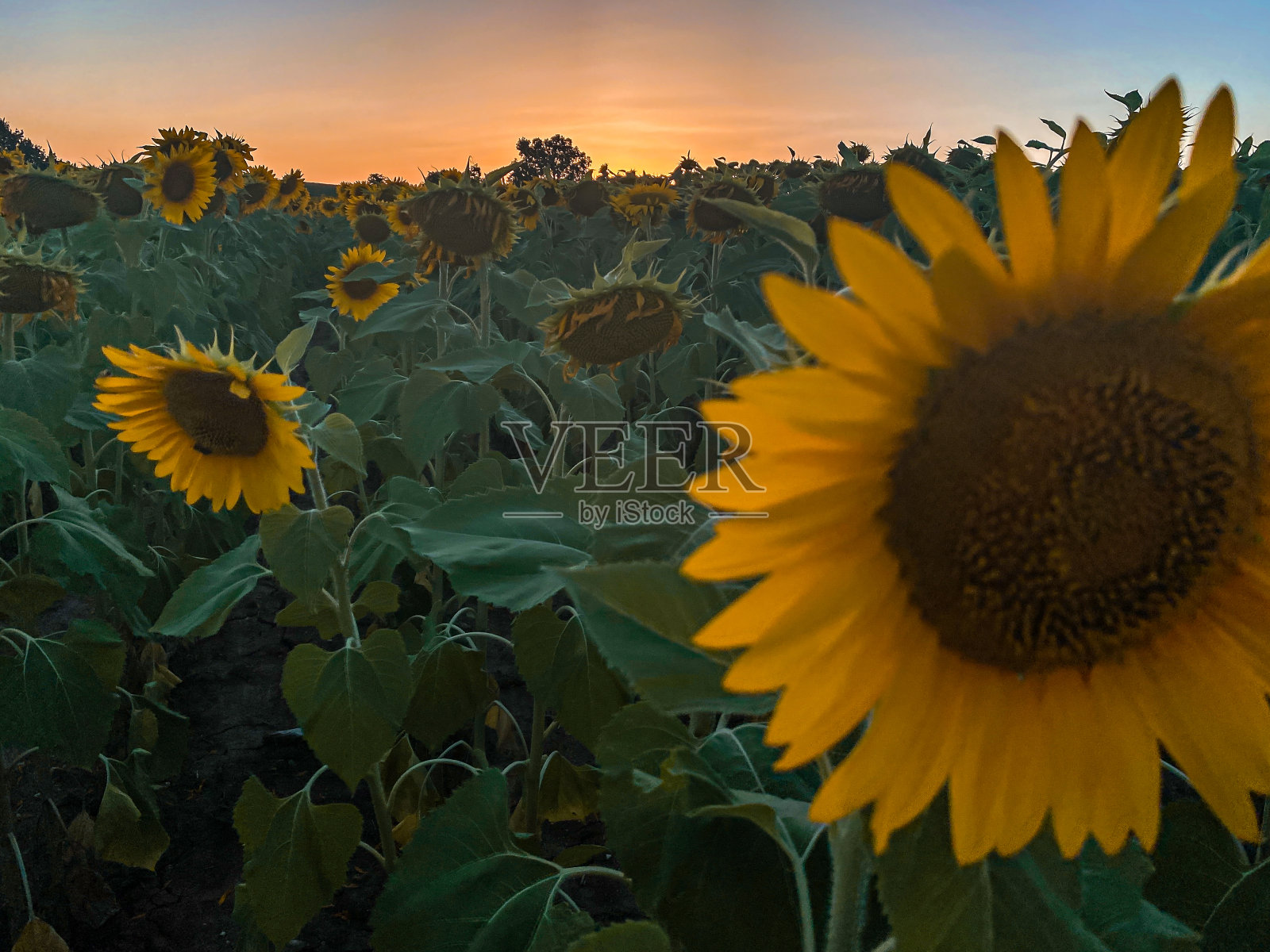 向日葵上的日落照片摄影图片