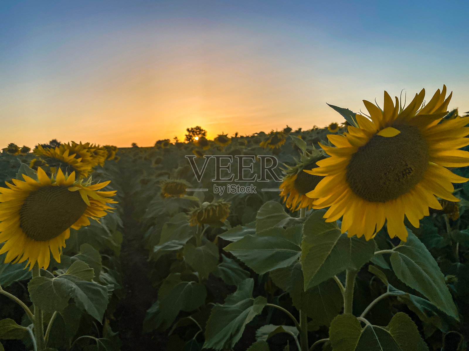 向日葵上的日落照片摄影图片