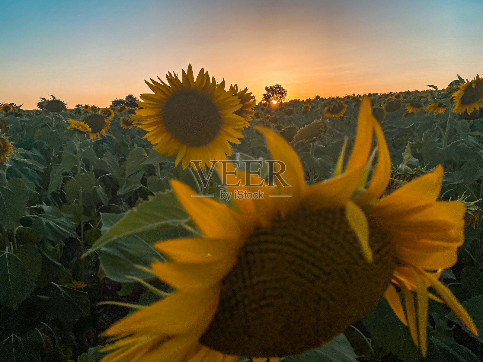 向日葵上的日落照片摄影图片